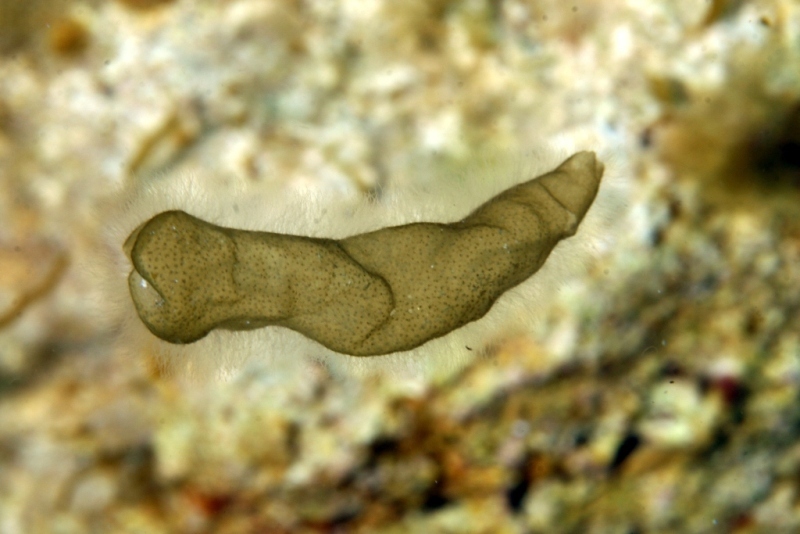 Asperococcus bullosus
